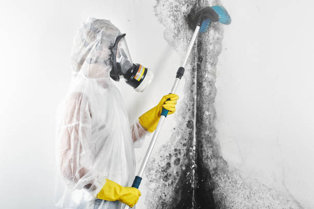 Best Comprehensive Air Testing for Mold Contaminants  in Stockbridge, MI